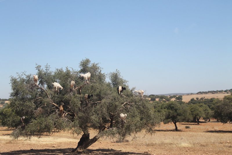 Cabras arboles Marruecos
