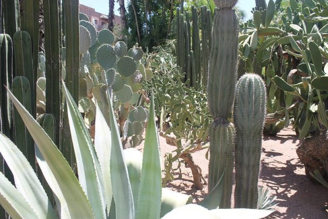 Cactus Jardín Majorelle Marrakech
