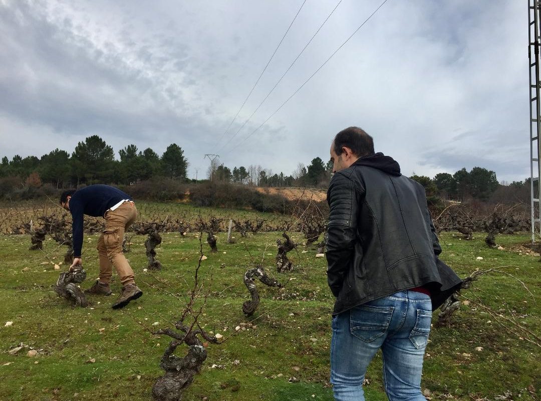 Viñedos Demencia Wine: visita guiada a una bodega del Bierzo