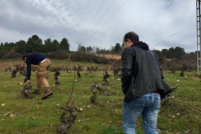 Viñedos Demencia Wine